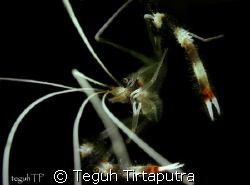 (Stenopus hispidus) Boxer shrimp...taken at Bunaken, Mana... by Teguh Tirtaputra 